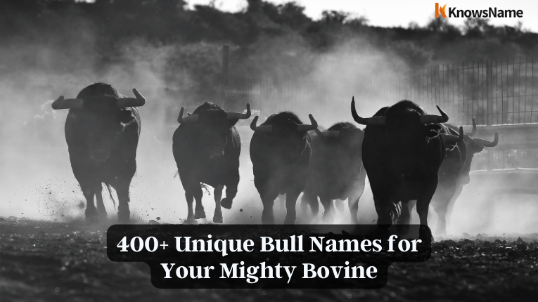 400+ Unique Bull Names for Your Mighty Bovine