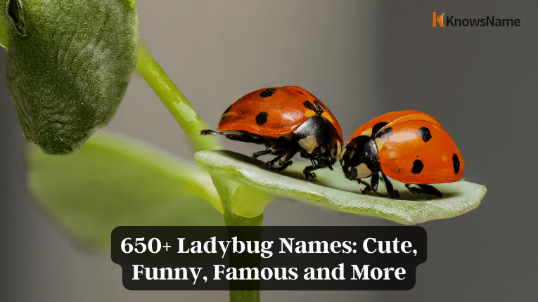 650+ Ladybug Names Cute, Funny, Famous and More