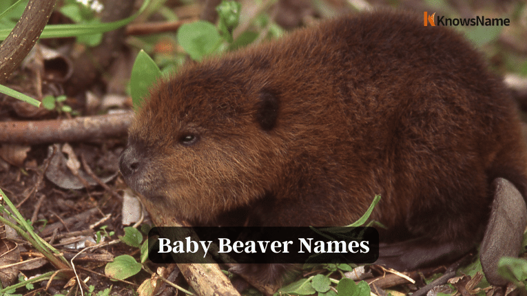 Baby Beaver