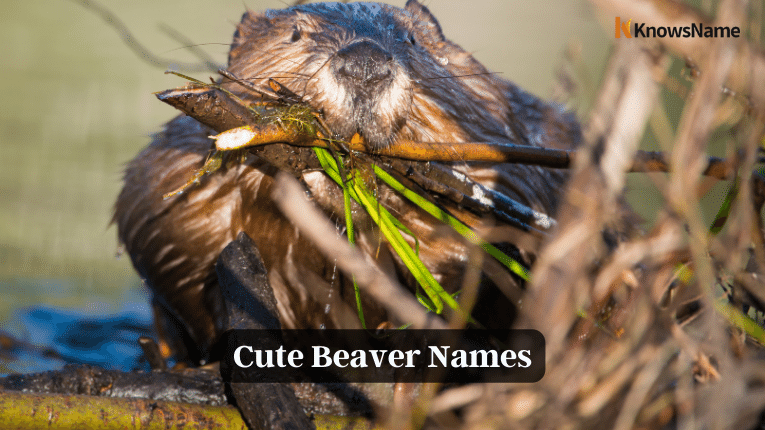 Cute Beaver Names