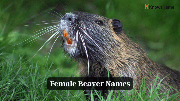 Female Beaver Names