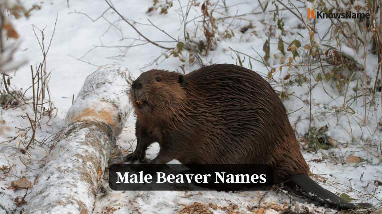 Male Beaver Names