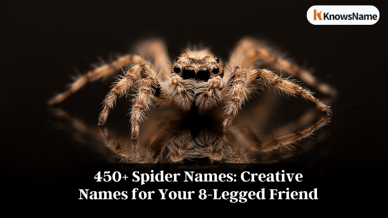 450+ Spider Names Creative Names for Your 8-Legged Friend