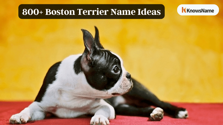 800+ Boston Terrier Name Ideas