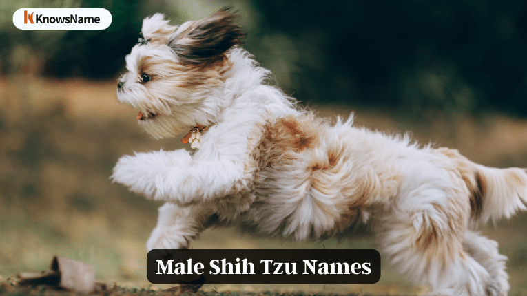 Male Shih Tzu Names