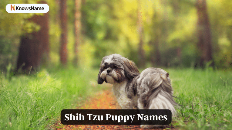 Shih Tzu Puppy Names