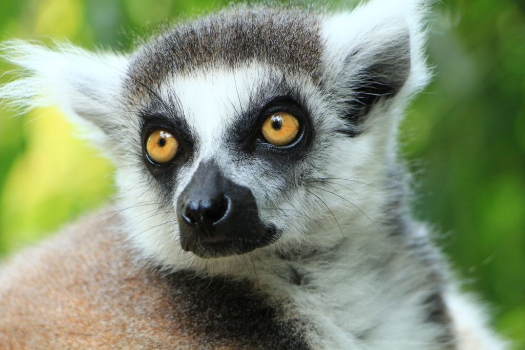 Best Lemurs Names List